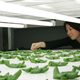 Illustration for article titled 14 High-Tech Farms Where Veggies Grow Indoors